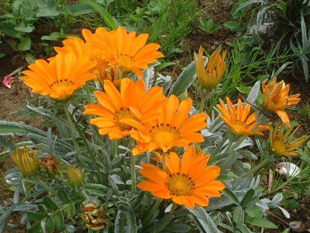 �K�U�j�A(Gazania)