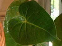 �A���X���E��(Anthurium)