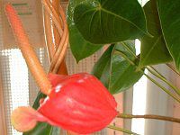 �A���X���E��(Anthurium)