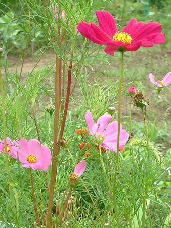�R�X���X(Cosmos)