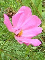�R�X���X(Cosmos)