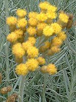 �J���[�v�����c�iCurry plant�j