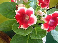 �O���L�V�j�A�iGloxinia�j