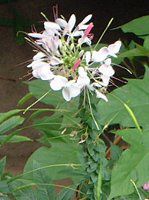 �N���I��(Cleome)