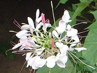 �N���I��(Cleome)