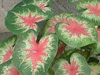 �J���W�E��(Caladium)
