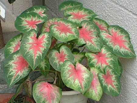 �J���W�E��(Caladium)