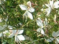 �K�E��(Gaura) 