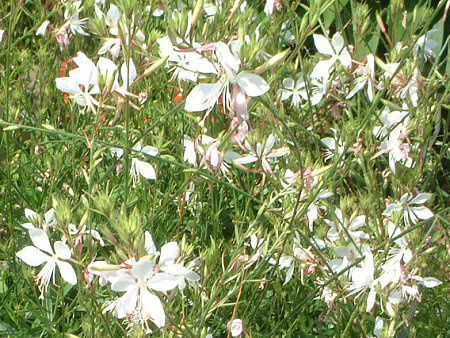 �K�E��(Gaura)