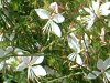 �K�E��(Gaura) 