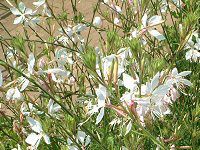 �K�E��(Gaura) 