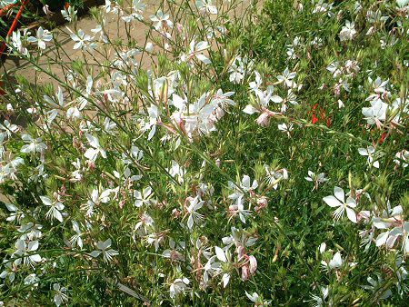 �K�E��(Gaura)