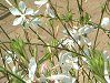 �K�E��(Gaura) 