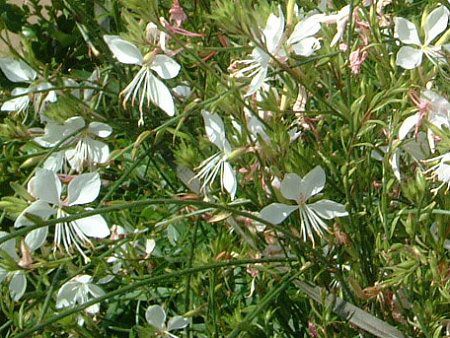 �K�E��(Gaura)