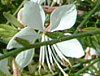 �K�E��(Gaura) 