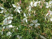 �K�E��(Gaura) 