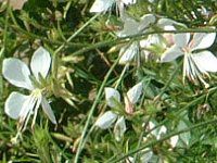 �K�E��(Gaura) 
