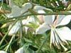 �K�E��(Gaura) 