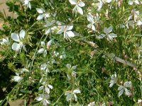 �K�E��(Gaura) 