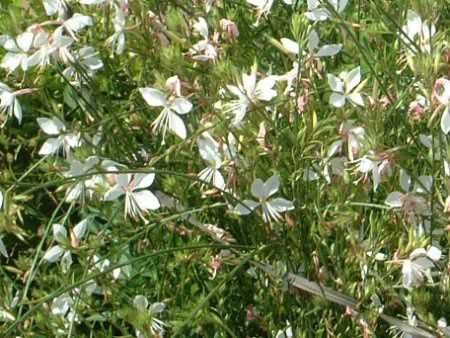 �K�E��(Gaura)