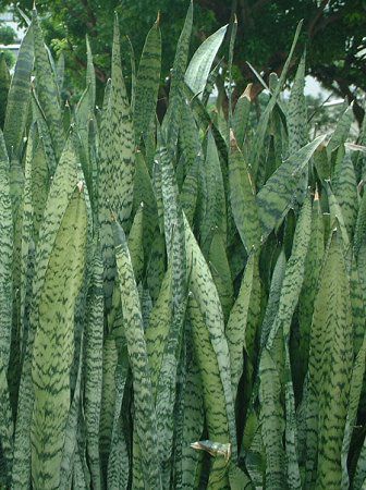 �T���Z�x���A(Sansevieria)