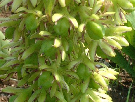 �p�C�i�b�v�������[(Pineapple lily)
