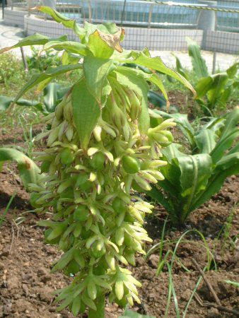 �p�C�i�b�v�������[(Pineapple lily)