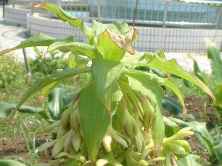 �p�C�i�b�v�������[(Pineapple lily)