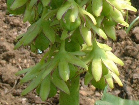 �p�C�i�b�v�������[(Pineapple lily)