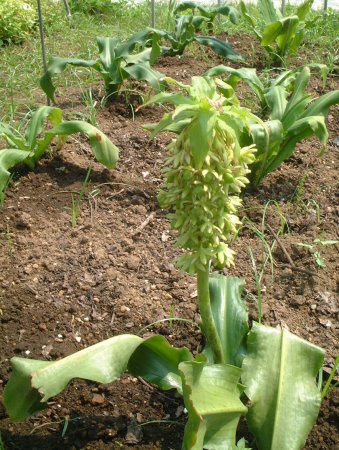 �p�C�i�b�v�������[(Pineapple lily)