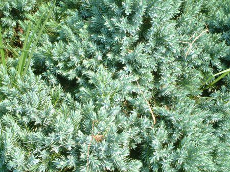 �W���j�y���X�u���[�X�^�[�iJuniperus 'Blue star'�j