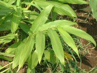 �W���W���[�����[(Ginger lily)