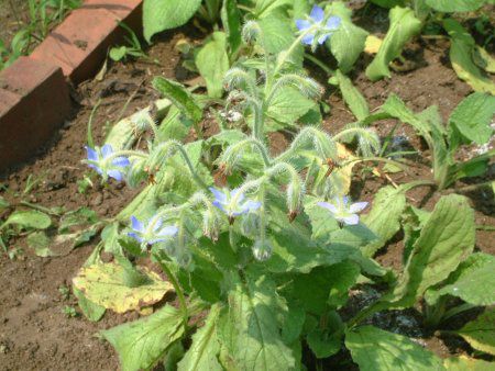 �{���W(Borage)