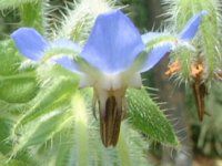�{���W(Borage)