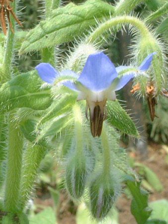 �{���W(Borage)