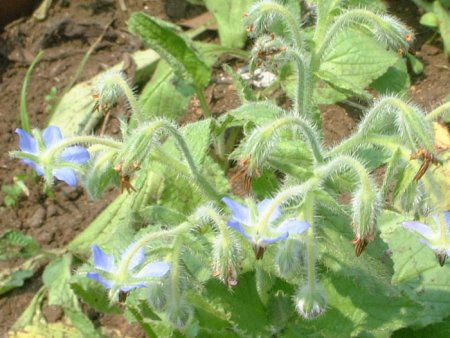 �{���W(Borage)