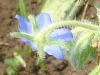 �{���W(Borage)