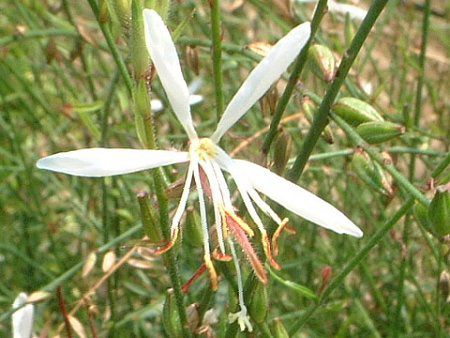 �K�E��(Gaura)