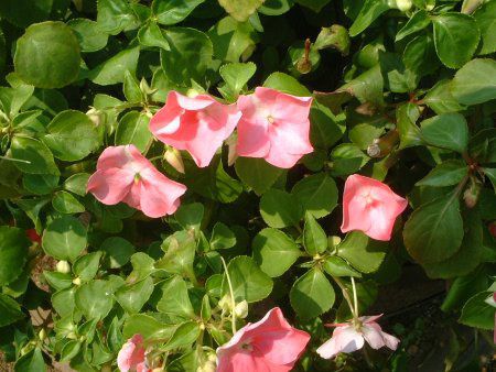 �C���p�`�F���X(Impatiens)