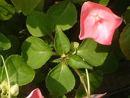 �C���p�`�F���X(Impatiens)