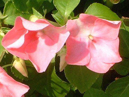�C���p�`�F���X(Impatiens)