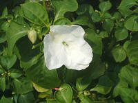 �C���p�`�F���X�Q(Impatiens)