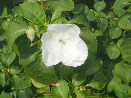 �C���p�`�F���X(Impatiens)