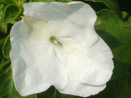 �C���p�`�F���X(Impatiens)