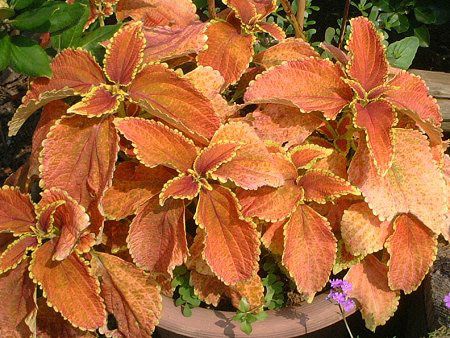 �R���E�X93(Coleus)