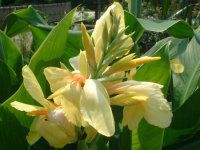 �J���i(Canna)