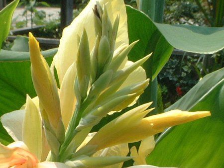 �J���i(Canna)