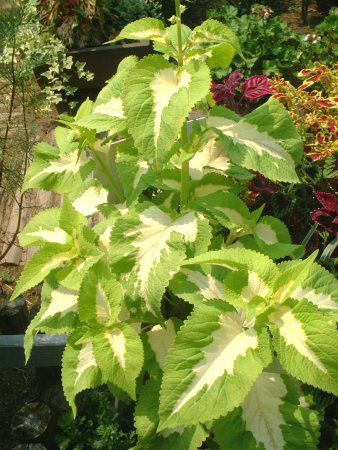 �R���E�X(Coleus)