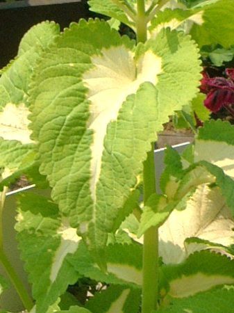 �R���E�X(Coleus)