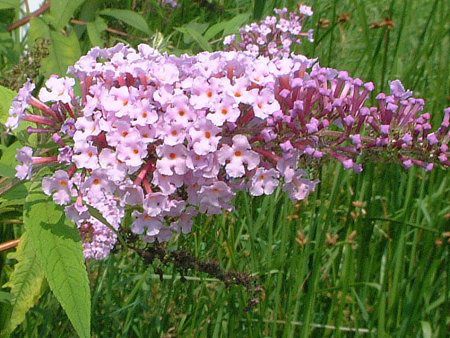 �u�b�h���A�iBuddleja�j